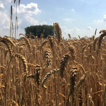 Weizenfeld